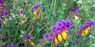 Определение кислотности почвы по растениям