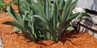 Применение мульчирования