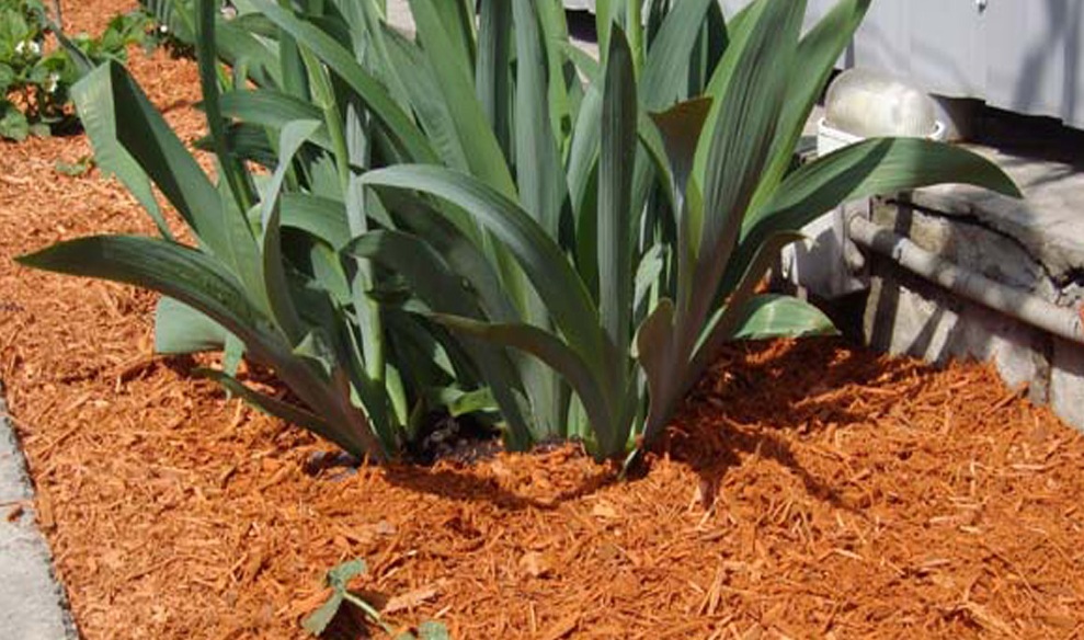 Применение мульчирования Применение мульчирования