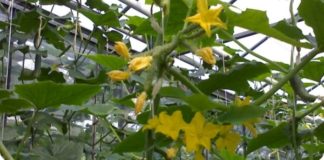 Часто осыпаются завязи огурца в теплице