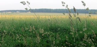 Пырей ползучий в медицине