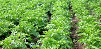 Окучивание растений