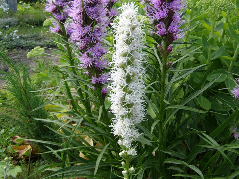 Деление лиатриса Деление лиатриса