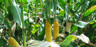 Растения-самоубийцы