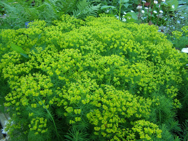 Молочай кипарисовый Молочай кипарисовый