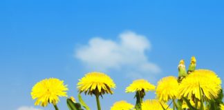 Культивирование сорняков