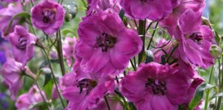 Соседство с дельфиниумом