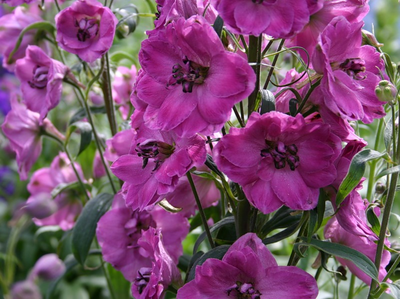 Соседство с дельфиниумом Соседство с дельфиниумом