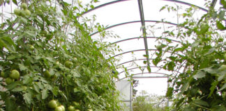 Как защитить растения в теплице в случае заморозков?