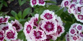 Как продлить цветение летников