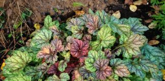 Размножение гейхеры