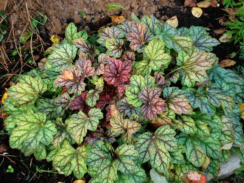 Размножение гейхеры Размножение гейхеры