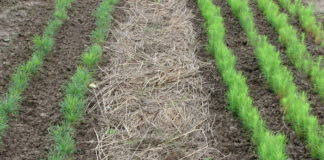 Каковы общие правила применения мульчи?