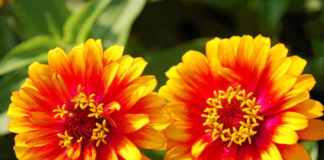 Причина высыхания лепестков циннии