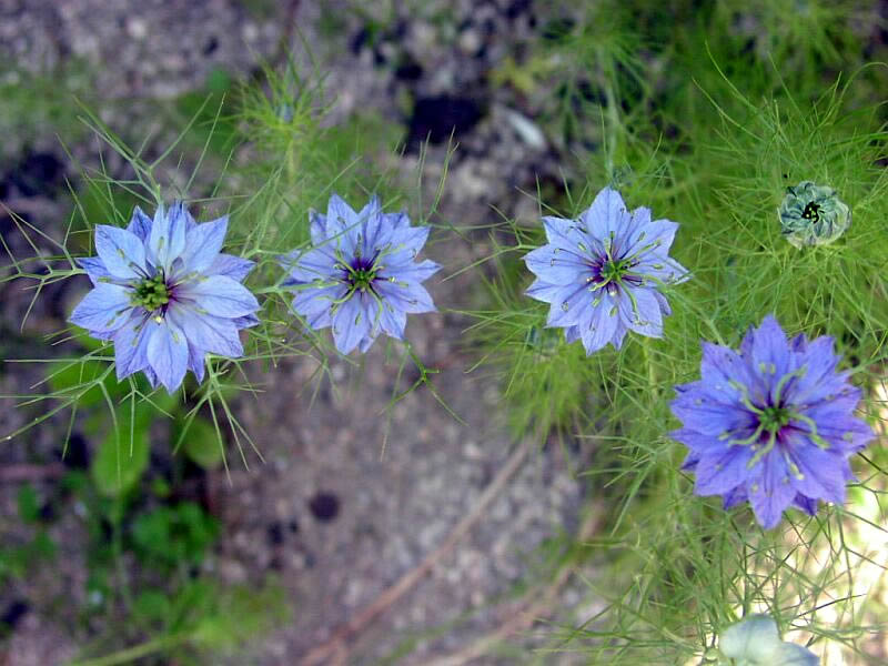 Выращивание нигеллы Выращивание нигеллы