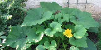 Как вырастить рассаду патиссона?