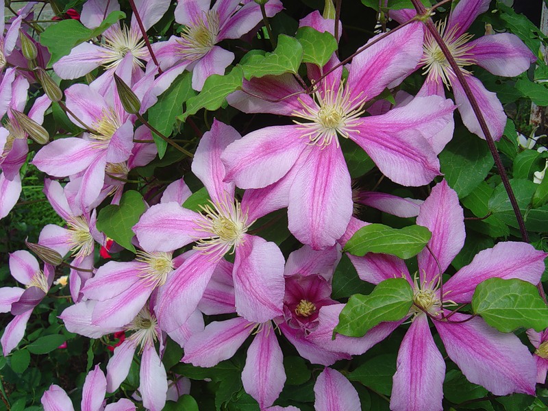 Омоложение клематиса Омоложение клематиса