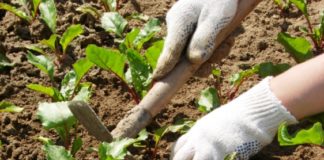 Как правильно рыхлить почву?