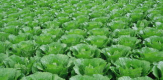 Определение вида капусты