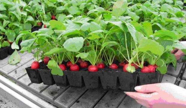 Выращивание редиса Выращивание редиса