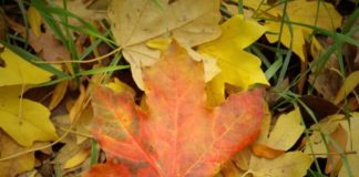 Сжигать ли осенью опавшие листья?