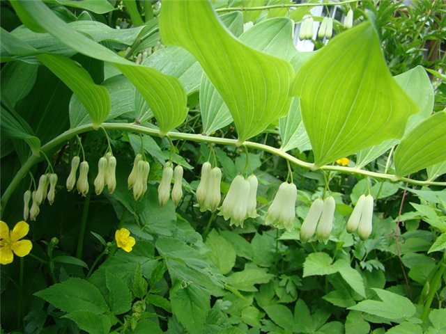 Высаживание купены Высаживание купены