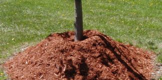 Что такое мульчирование?