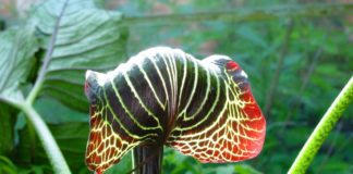 Где высаживать аризему в саду?