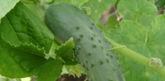 Почему огурцы цветут, но не плодоносят?