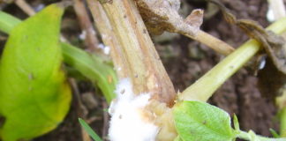 Как проводят некорневые подкормки растений?