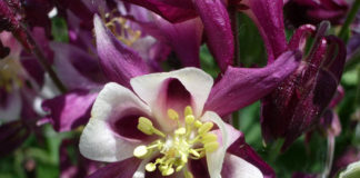 Размножение аквилегии