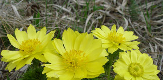 Не приживается адонис сибирский