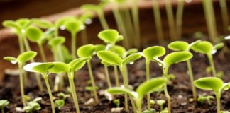 Переохлаждение рассады