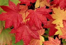 Почему осенью желтеют и опадают листья?