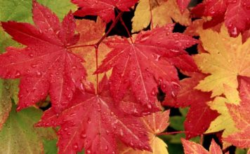 Почему осенью желтеют и опадают листья?