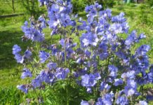 Какие лекарственные растения собирают осенью?