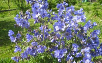 Какие лекарственные растения собирают осенью?