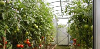 Подкормка томатов в теплице