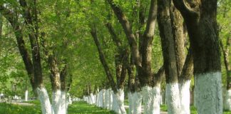 Полезна ли побелка?