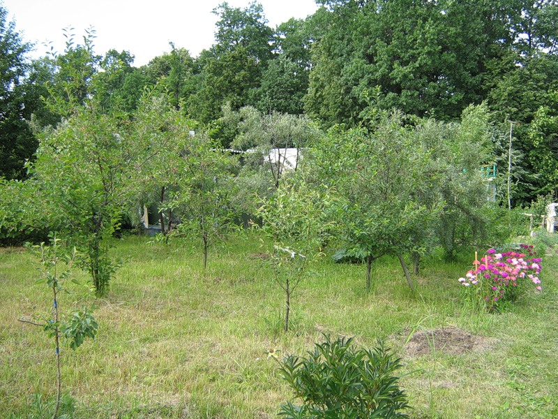 Сад без поросли Сад без поросли