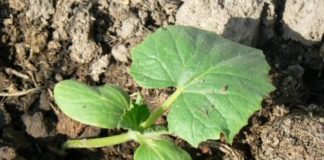 Вянет рассада в открытом грунте