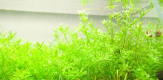 Закалка растений