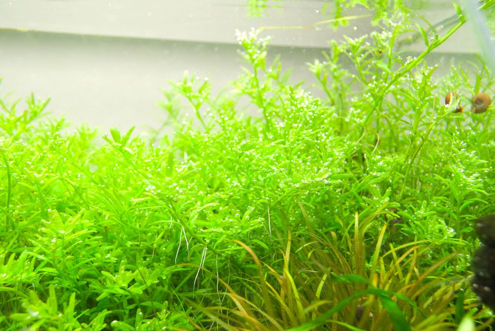 Закалка растений Закалка растений