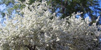 Голубые сады