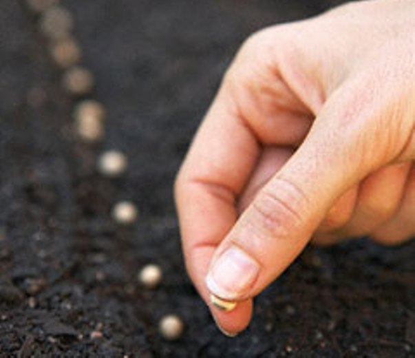 Глубина посева семян Глубина посева семян