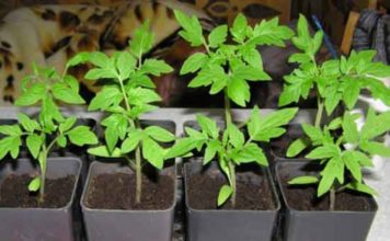 Подкормка рассады