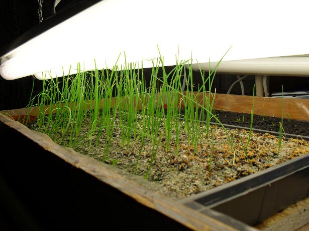 Режим досвечивания рассады Режим досвечивания рассады