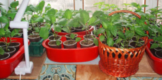 Выращивание рассады на окнах с теневой стороны дома