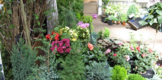 Где покупать саженцы?