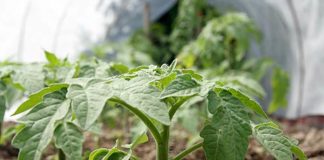 Уход за растениями в теплице